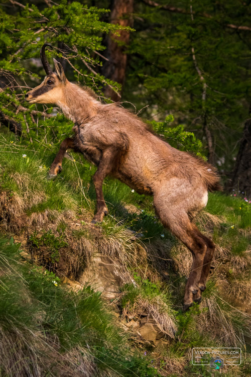 photo chamois lac allos verdon